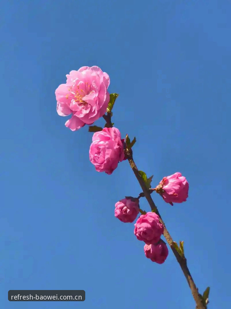 宝威官网CN最新版入口 你花十分钟下载安装了新版本,结果点开首页,赛事数据是灰色的,刷新按钮按了没反应——这时候你心里想的,是不是“入口变了”?